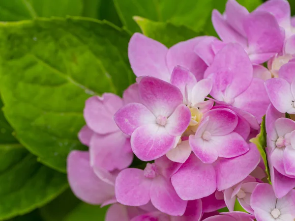 Macro imagem, Close up rosa Hydrangea flor . — Fotografia de Stock