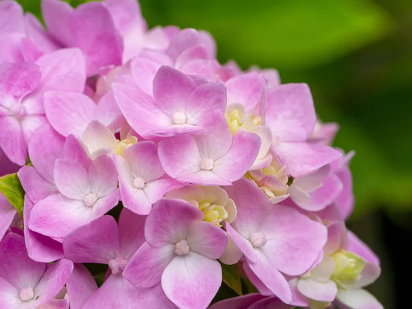 Macro imagen, Primer plano rosa flor de hortensias . — Foto de Stock