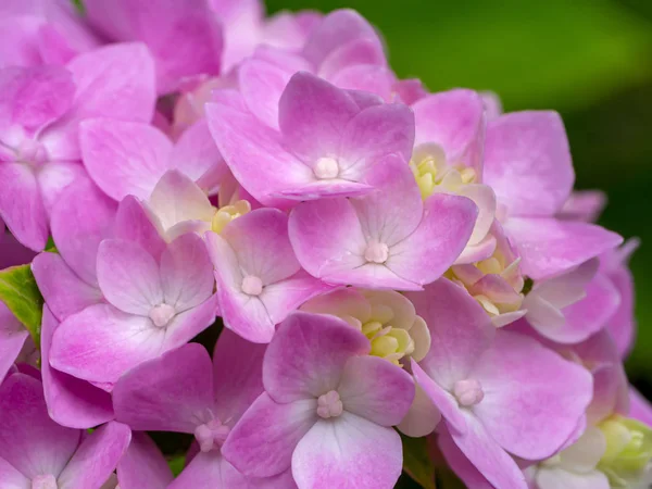 Makrobild, Nahaufnahme rosa Hortensienblüte. — Stockfoto