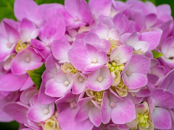 Makrobild, Nahaufnahme rosa Hortensienblüte. — Stockfoto