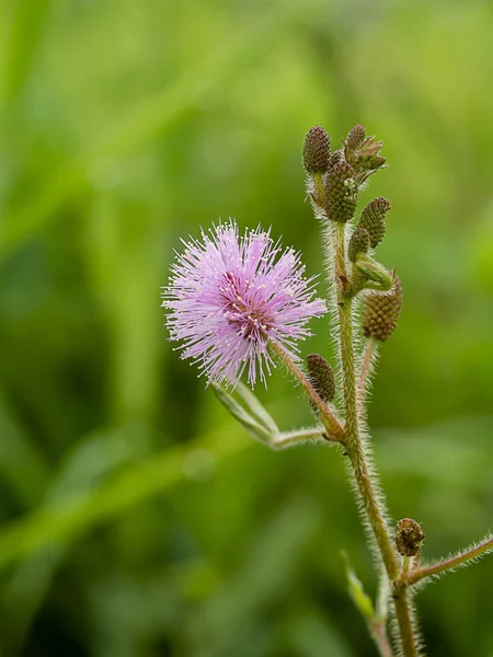 Cerca de la flor de la planta sensible, planta somnolienta — Foto de Stock