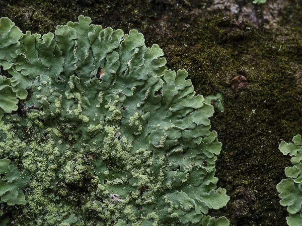 Лишайники являются симбиотическими грибами. Они могут расти на дереве . — стоковое фото