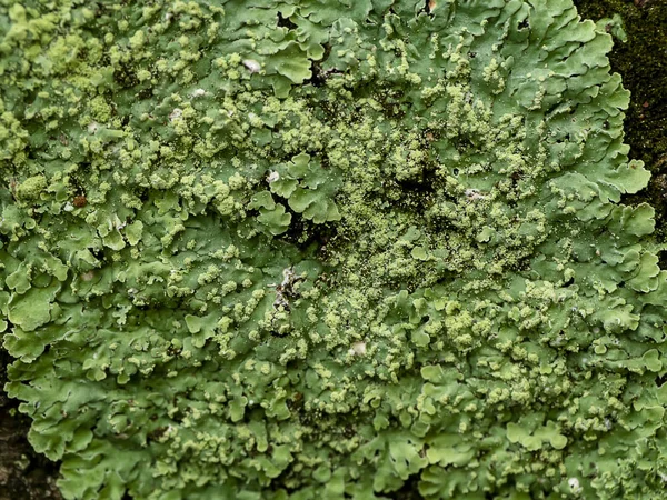 Lichens are symbiotic fungi. They are able to grow on the tree. — Stock Photo, Image