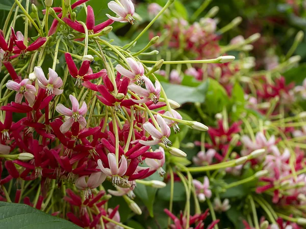 中国の蜂蜜サックルの花のクローズアップ. — ストック写真