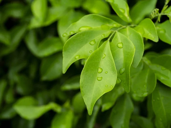 Grüne Blätter mit Wassertropfen auf Blättern schließen. — Stockfoto