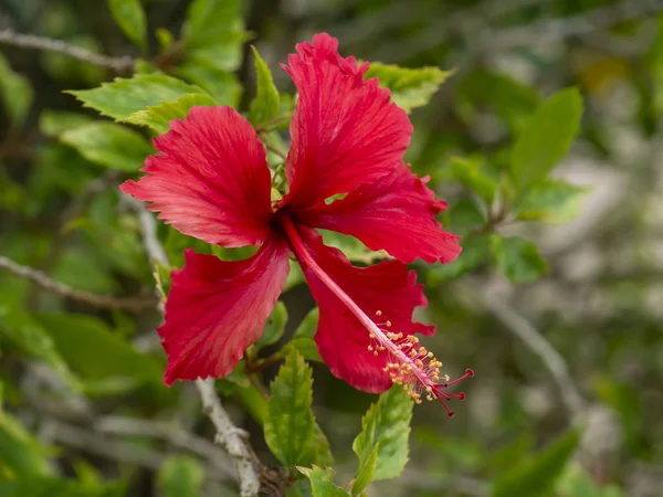 Close up of red Chinese rose or Hibiscus rosa sinensis flower. — Stock Photo, Image