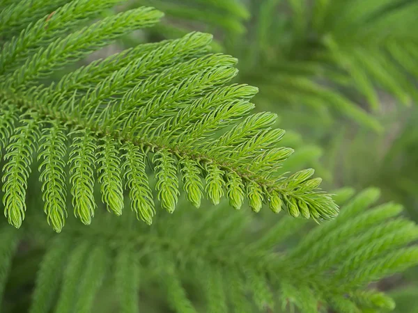 Zbliżenie wyspy Norfolk Pine pozostawia tło. — Zdjęcie stockowe