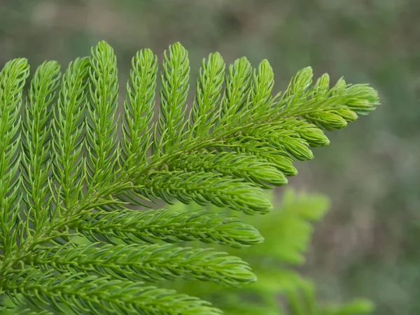 Close up de Norfolk Island Pine folhas fundo . — Fotografia de Stock