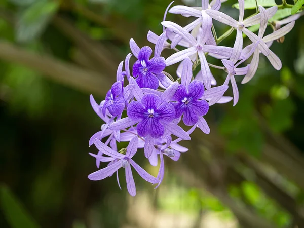 紫のリースサンドペーパーブドウの花の背景. — ストック写真