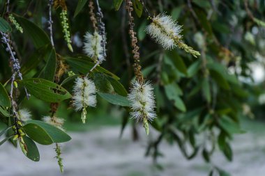 Melaleuca quinquenervia çiçek yakın çekim.