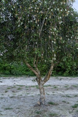 Melaleuca quinquenervia ağacının yakın çekim.