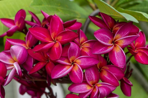 Tropikal kırmızı çiçekler frangipani Dalı (plumeria). — Stok fotoğraf