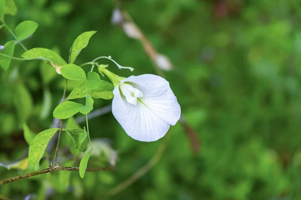 ホワイトピーの花または蝶エンドウの花 — ストック写真