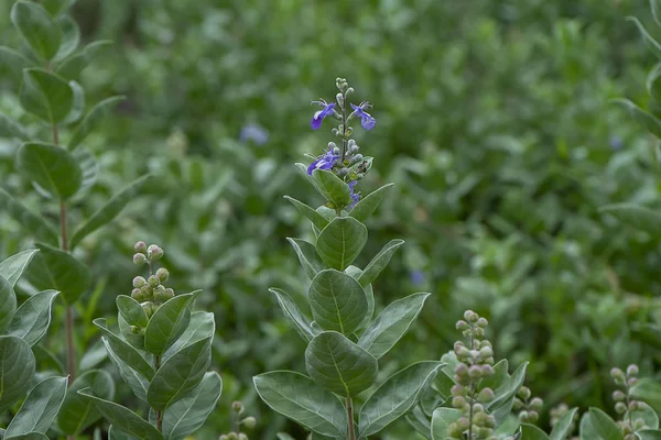 Gros plan de la plante Vitex trifolia sur la plage . — Photo