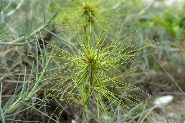 Close-up van Spinifex littoreus gras op het strand. — Stockfoto