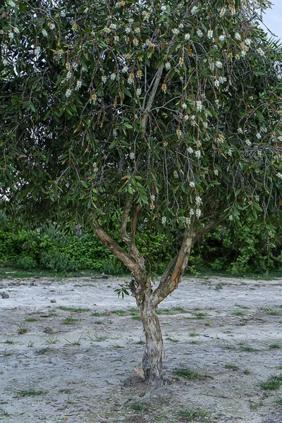 Primer plano del árbol de Melaleuca quinquenervia . — Foto de Stock