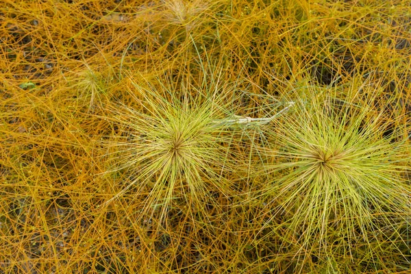 Cerca de Spinifex littoreus hierba planta . — Foto de Stock