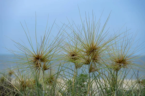Close up Spinifex littoreus grass plant. — Stock Photo, Image