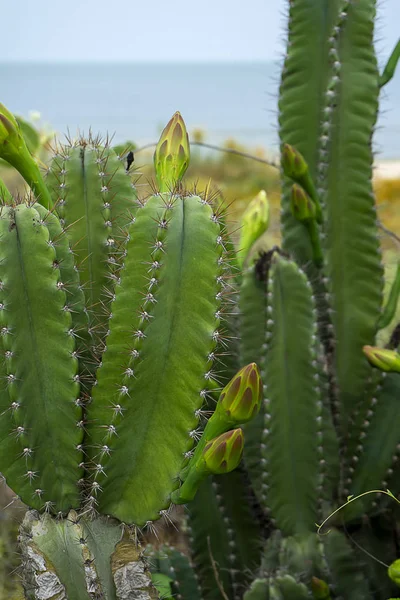 Primer plano de flor de cactus de manzana peruana — Foto de Stock