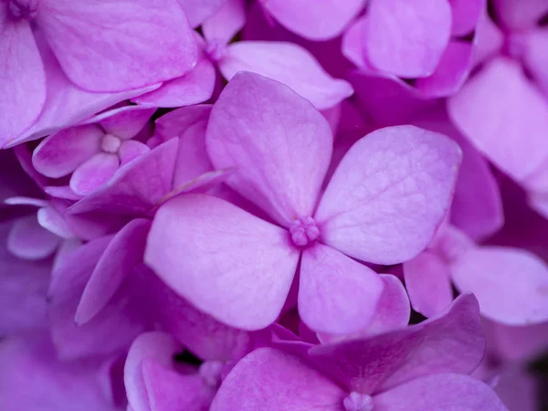 Makro snímek, zblízka růžový květ hortenzie. — Stock fotografie