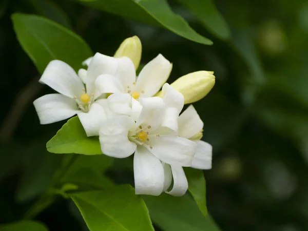 Vit apelsin Jasmin eller Kina Box Flower. — Stockfoto