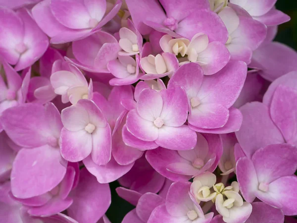 Macro image, Close up pink Hydrangea flower. — Stock Photo, Image