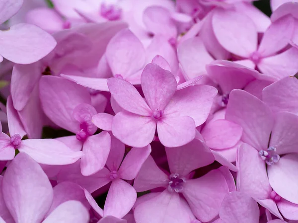 Makro snímek, zblízka růžový květ hortenzie. — Stock fotografie