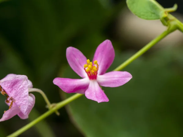 Close up small pink mexican creeper flower. — Stock Photo, Image