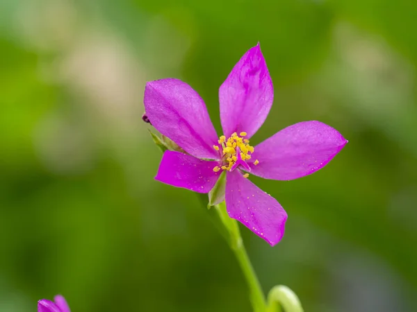 Közelkép Talinum paniculatum virág — Stock Fotó