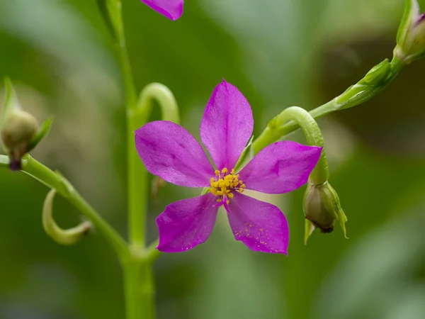 Közelkép Talinum paniculatum virág — Stock Fotó