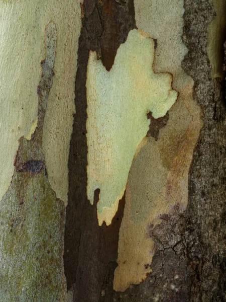 Uzavřete kůru Eucalyptus stromu. — Stock fotografie