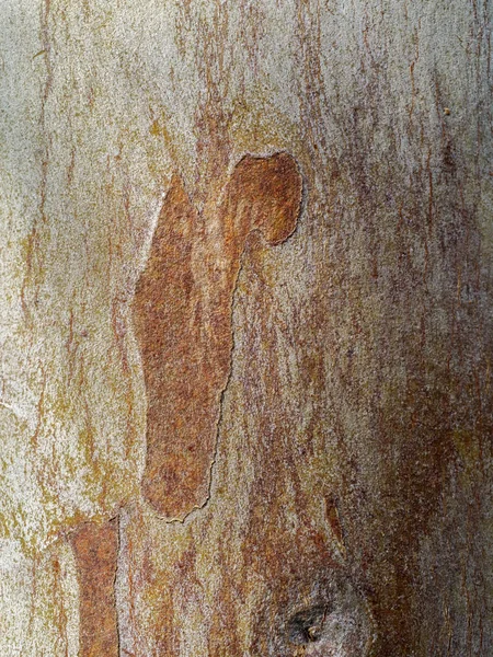 Close up bark of Eucalyptus tree. — Stock Photo, Image