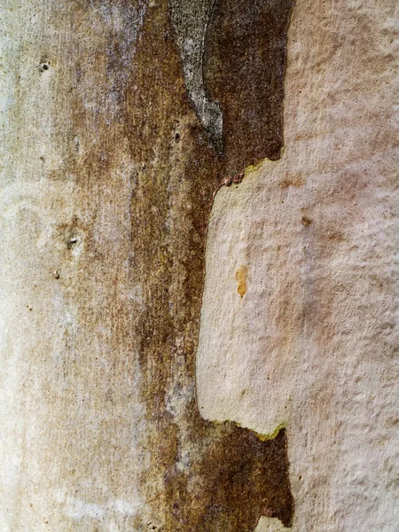 Close up bark of Eucalyptus tree. — Stock Photo, Image