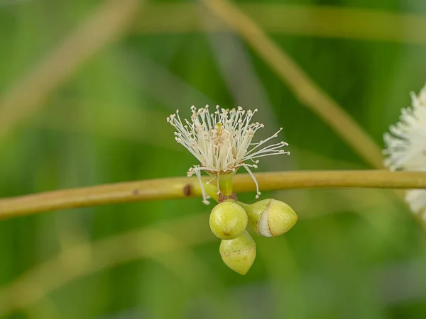 Close up flower of Eucalyptus tree. — Stock Photo, Image