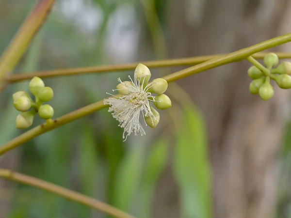 Nahaufnahme Blume des Eukalyptusbaums. — Stockfoto