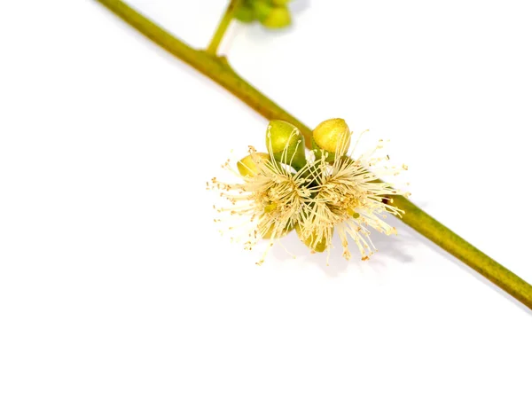 Feche a flor de eucalipto . — Fotografia de Stock