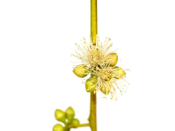Nahaufnahme Blume des Eukalyptusbaums. — Stockfoto