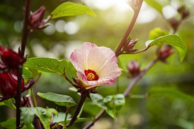 Hibiscus sabdariffa veya Roselle çiçek yakın.