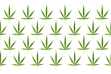 Marihuana yaprakları beyaz arka plan üzerinde izole 