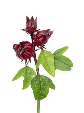 Hibiscus sabdariffa veya roselle meyve