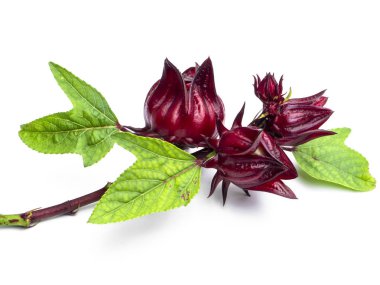 Hibiscus sabdariffa veya roselle meyve