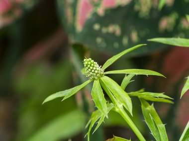 Bulanıklık arka plan ile Culantro çiçek yakın.
