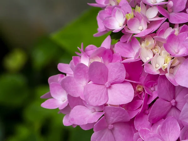 Close-up van Roze hortensia bloem. — Stockfoto