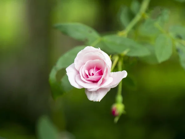 Nahaufnahme rosa von Damast Rose Blume — Stockfoto