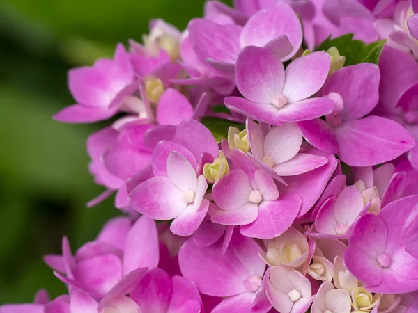 Закройте розовый цветок Hydrangea . — стоковое фото