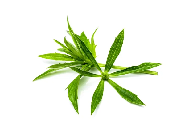Närbild culantro blomma med gröna blad — Stockfoto