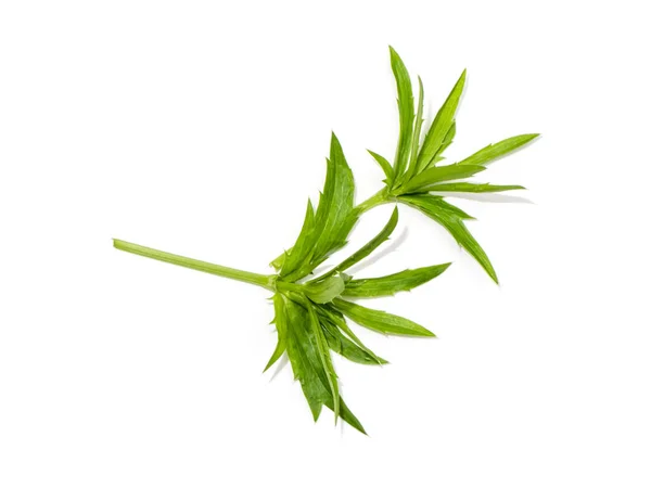 Close up Culantro flower with green leaves — Stock Photo, Image