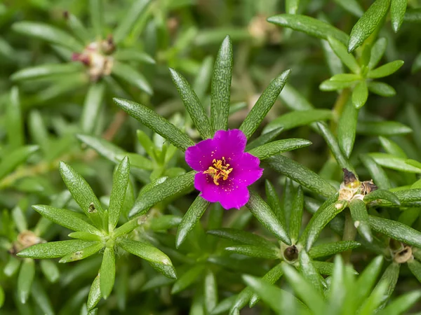 Fiore di Portulaca. (Portulaca oleracea ) — Foto Stock