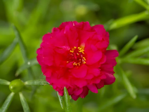 Fleur de Portulaca. (Portulaca oleracea ) — Photo