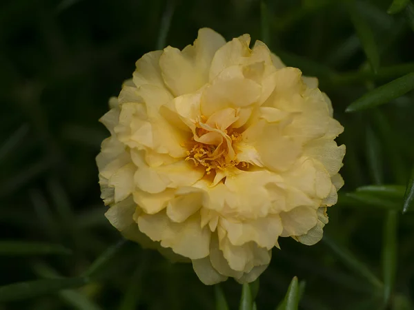 Portulaca blomma. (Portulaca oleracea) — Stockfoto